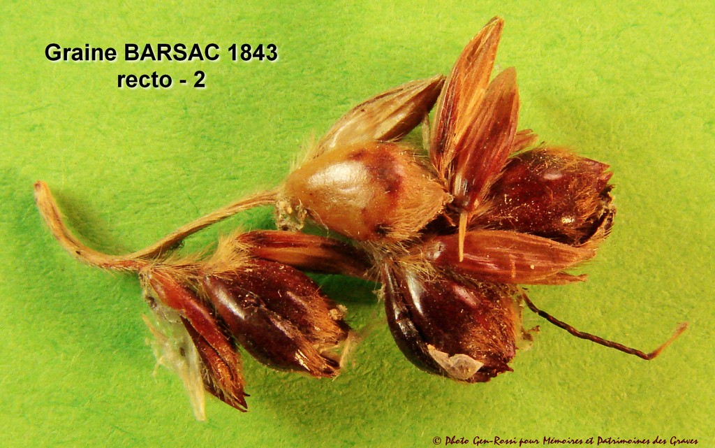 Graine Barsac R2
